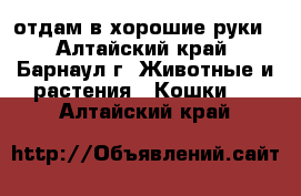 отдам в хорошие руки - Алтайский край, Барнаул г. Животные и растения » Кошки   . Алтайский край